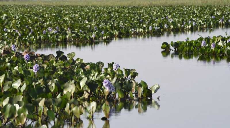 Mato Grosso do Sul na COP30
