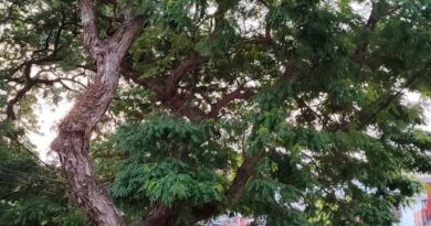 Homem morre eletrocutado ao podar árvore em Campo Grande